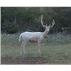Image 1 : TEXAS EXOTIC HUNT FOR TWO - Calhoun Ranch Wimberley Texas