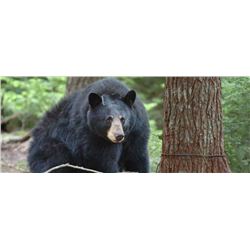 MICHIGAN BLACK BEAR HUNT - Wild Spirit Guide Service
