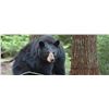 Image 1 : MICHIGAN BLACK BEAR HUNT - Wild Spirit Guide Service