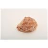 Image 2 : 19BH-3 CAMEO