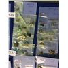 Image 6 : Approx 75 pairs of antique ear rings, many pairs are marked as sterling/925