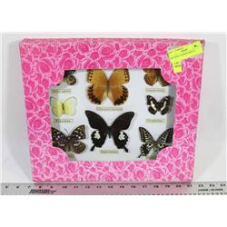 BUTTERFLY & MOTH DISPLAY.