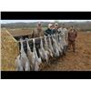 Image 2 : West Texas Sandhill Crane Hunte for 2 Hunters (4 hunters x1 guide ) 3 day/3 nigh