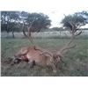 Image 2 : Argentina Red Stag Hunt for 5 Days for 1 Hunter in La Pampa, Argentina