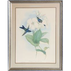 John Gould, Thalurania Refulgens, Offset Print
