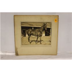 ORIGINAL CAMERAGRAPH PHOTO OF HORSE