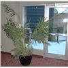 Image 1 : 5 FOOT ARTIFICIAL TROPICAL PLANT IN CERAMIC POT