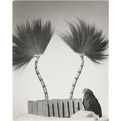 Rowena Fruth, Parrot, Photograph