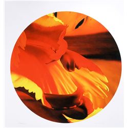 Jonathan Singer, Parrot Tulip Tondo, Digital Inkjet Print