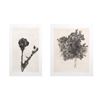 Image 1 : Aubrey Schwartz, Thistle and Tree, Lot of 2 Etchings