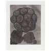 Image 1 : Terry Winters, Album 6, Aquatint Etching