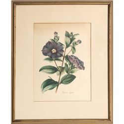 Louis van Houtte, Pleroma Elegans, Offset Lithograph
