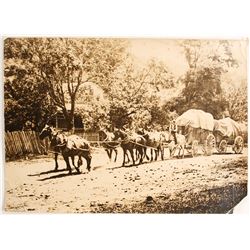 Murphys California Large Photo  (88566)