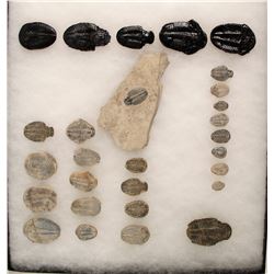 Trilobite Fossil Collection (28)  (90259)