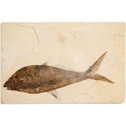 Diplomystus Fossil  (61551)