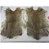 Image 1 : LOT OF 2 RABBIT PELTS (BROWN)