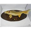 MOUNTED PICKEREL *27' X 14" OVAL*