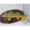 Image 2 : MOUNTED PICKEREL *27' X 14" OVAL*