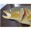 Image 3 : MOUNTED PICKEREL *27' X 14" OVAL*