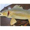 Image 4 : MOUNTED PICKEREL *27' X 14" OVAL*