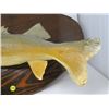 Image 5 : MOUNTED PICKEREL *27' X 14" OVAL*
