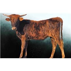 DONATION LOT - FHR BLACK KETTLES GIRL