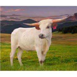 DH ROWDY'S RED FLANK 701