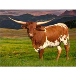 SATISFACTIONGUARANTEEDSS