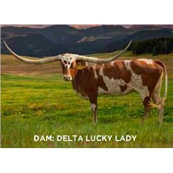 CV CASANOVAS MAGNUM X DELTA LUCKY LADY HEIFER