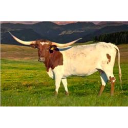 SR 007'S HEATHER 565