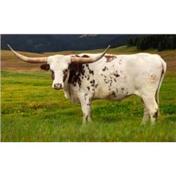 DG GLIMMER'S MISS CHEX