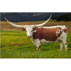 HR SOUTHERN OKLAHOMA