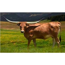 BCR RESPECTED GIRL 511