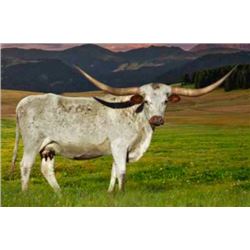 HL TARI'S REBEL RIVER