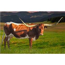 BRAZOS ROSE DIXIE CHICK