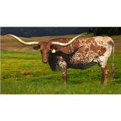 AUZZIE'S BEAUTY EOT 904