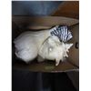 Image 2 : LOT OF CONCH SHELLS
