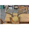 Image 2 : MOUNTED DEER ANTLERS