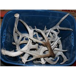 LOT OF SHED DEER ANTLERS