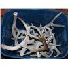 Image 1 : LOT OF SHED DEER ANTLERS