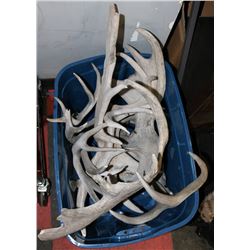 LOT OF SHED DEER & MOOSE ANTLERS