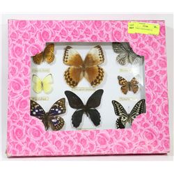 BUTTERFLY MOTH DISPLAY.