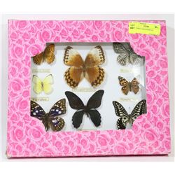 BUTTERFLY MOTH DISPLAY.