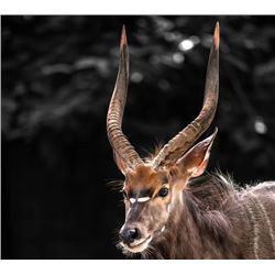 Plains Game Hunt with Numzaan Safaris