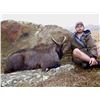 Image 1 : Bull Tahr Hunt in New Zealand