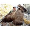 Image 2 : Bull Tahr Hunt in New Zealand