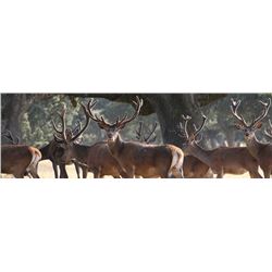 Choice of Species in Ahijaderas de Pedro-Llen, Spain