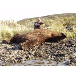 Alaska Brown Bear
