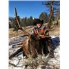 Image 1 : Montana Back Country Elk Hunt