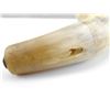 Image 3 : POWDER HORN, NOT ENDS